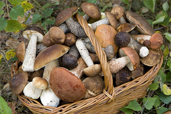 Productos de la tierra. Sierra de Gata